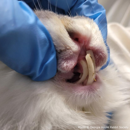 Funded: Neville Needs Support After Emergency Dental Surgery
