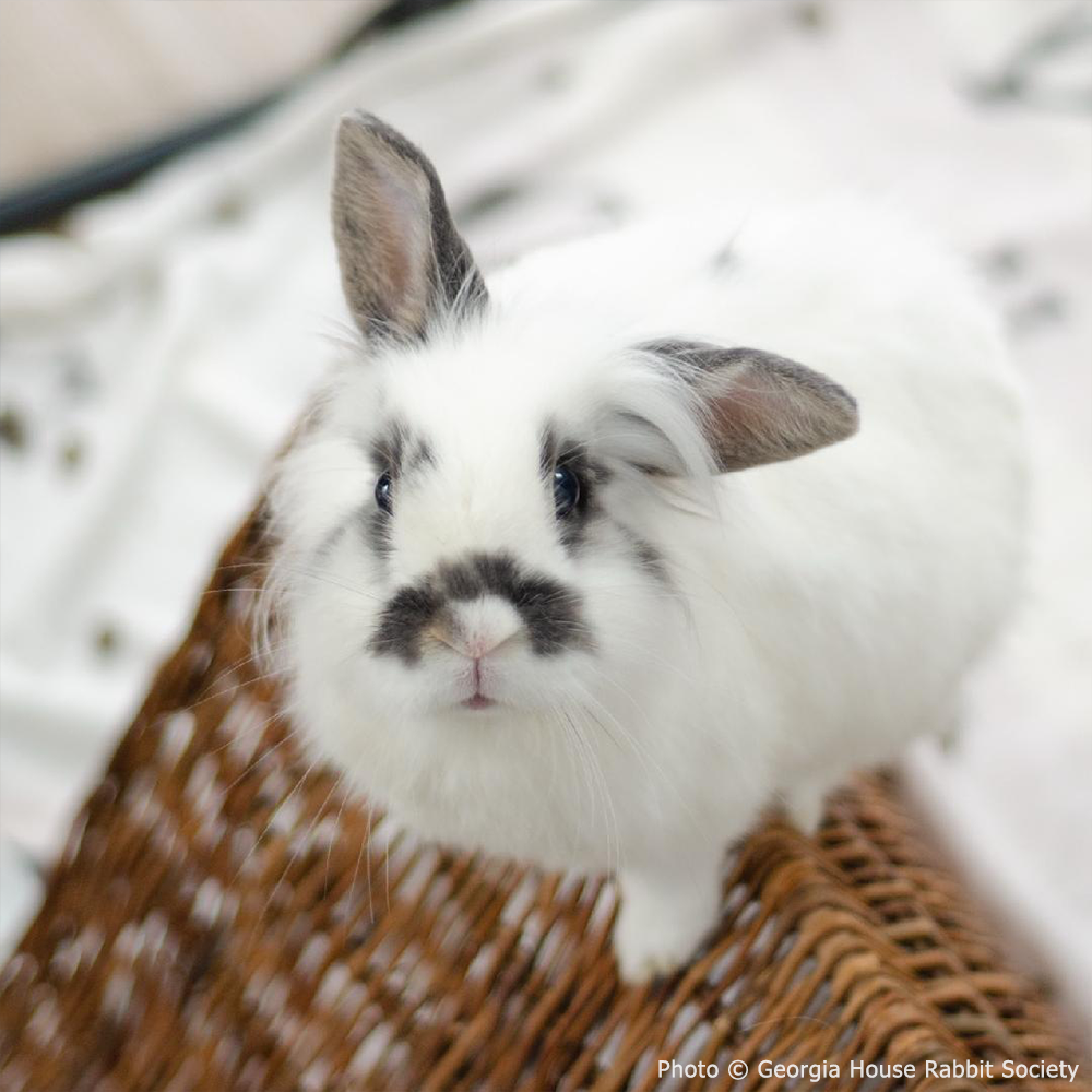 Funded: Neville Needs Support After Emergency Dental Surgery