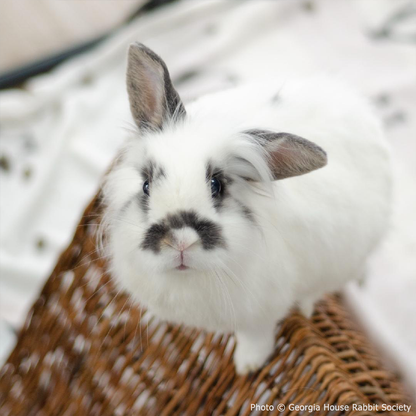 Funded: Neville Needs Support After Emergency Dental Surgery