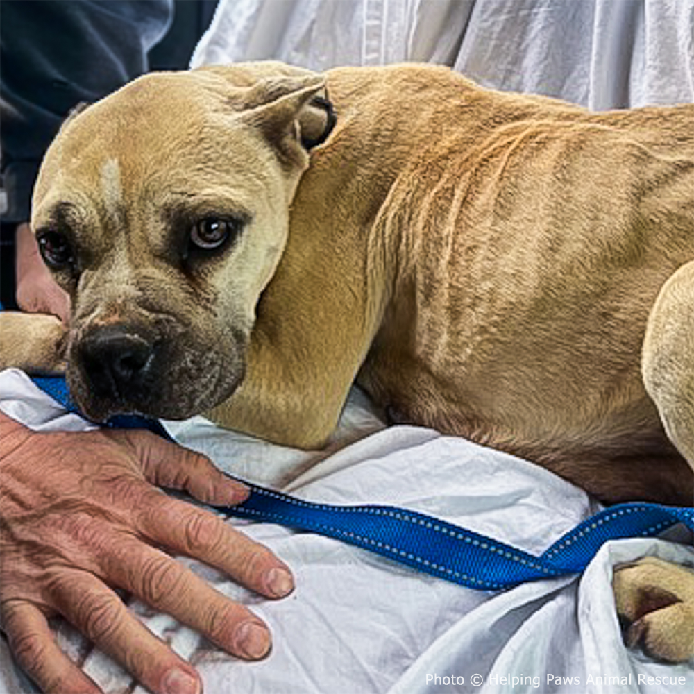 National Feed a Rescue Pet Week - Provide 3 Million Meals for Shelter Pets