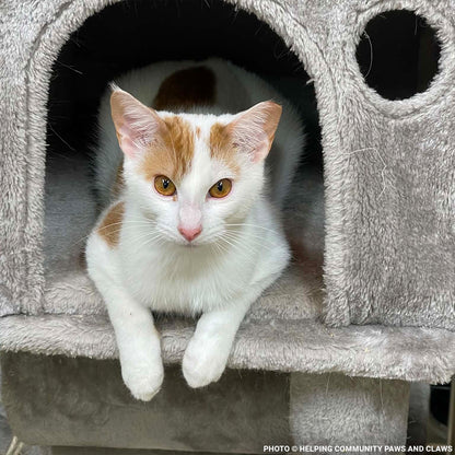 National Feed a Rescue Pet Week - Provide 3 Million Meals for Pets in Need