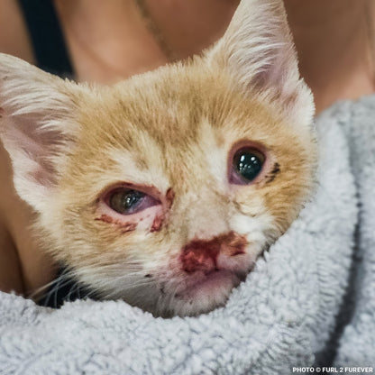 National Feed a Rescue Pet Week - Provide 3 Million Meals for Pets in Need