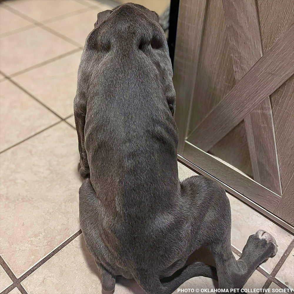 Abused Noah Has Two Broken Legs and Needs Emergency Surgery to Walk Again