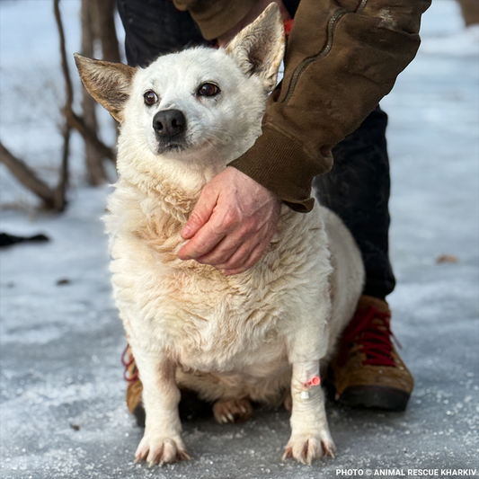 Nyasha Was Found Suffering - Her Infected Wound Needs Urgent Care