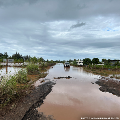Help People and Pet Victims of Devastating Floods in Hawai'i