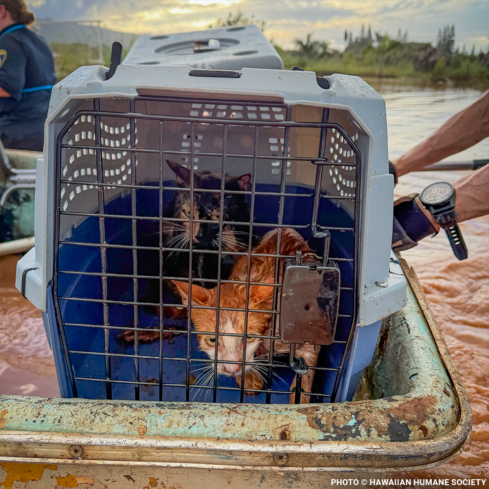 Help People and Pet Victims of Devastating Floods in Hawai'i