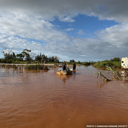 Help People and Pet Victims of Devastating Floods in Hawai'i