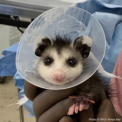 Provide Warmth to Orphaned Baby Opossums