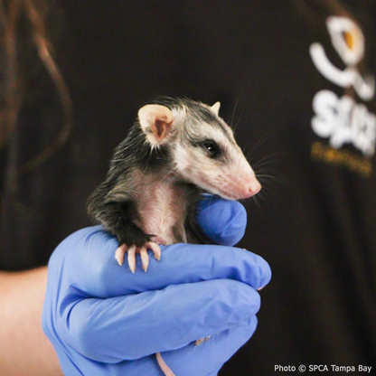 Provide Warmth to Orphaned Baby Opossums