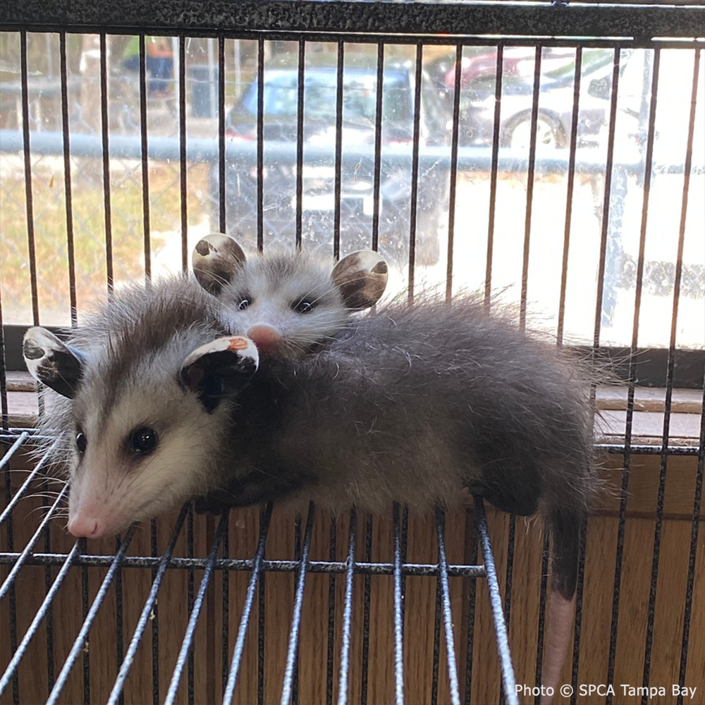 Provide Warmth to Orphaned Baby Opossums