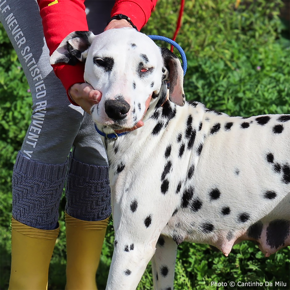 Funded: Blind Dalmatian Surrendered with Bullet Fragments in Her Head Needs Your Support to Heal