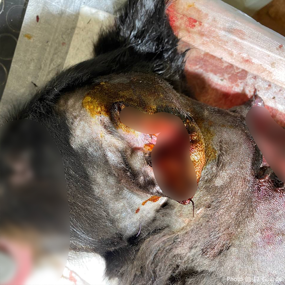 Funded: Help Ukraine Dog Found in Rubble of Destroyed Building Get Emergency Surgery