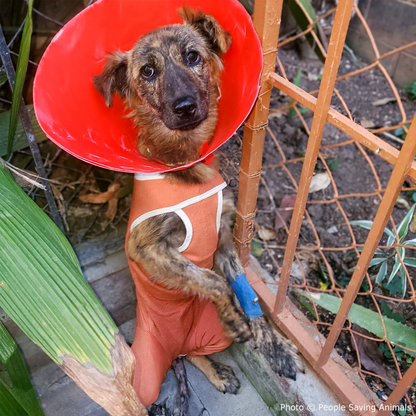 Funded: Street Dog Covered in Infected Wounds Needs Your Help to Heal