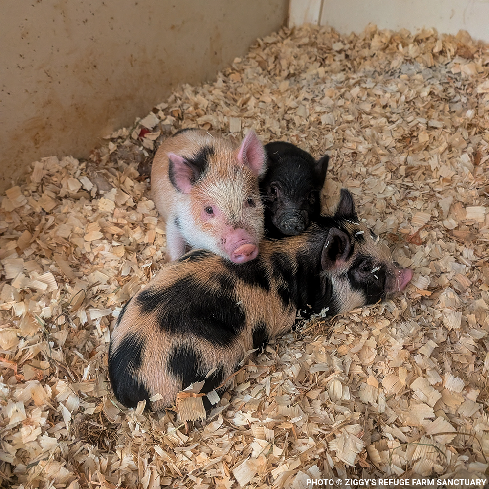 More Than 160 Pigs Rescued From Neglect Need Medical Care