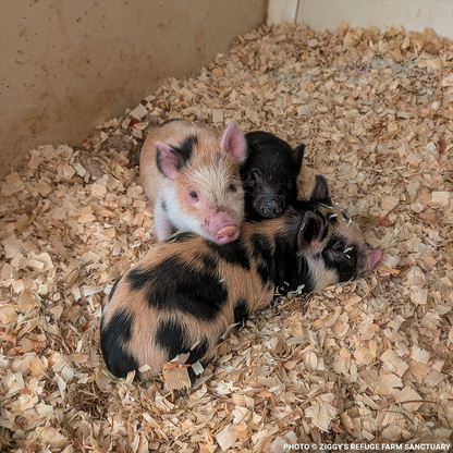 More Than 160 Pigs Rescued From Neglect Need Medical Care