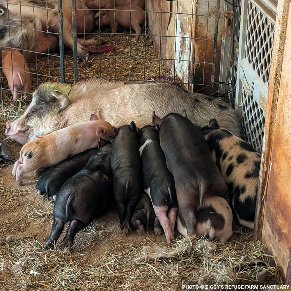 More Than 160 Pigs Rescued From Neglect Need Medical Care