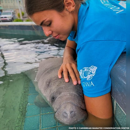 Help Feed and Care for Orphaned and Injured Manatees