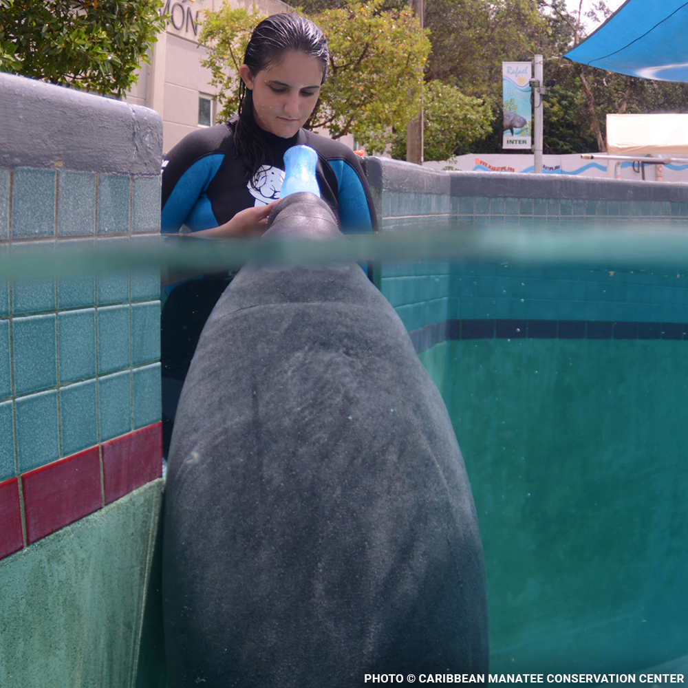 Help Feed and Care for Orphaned and Injured Manatees