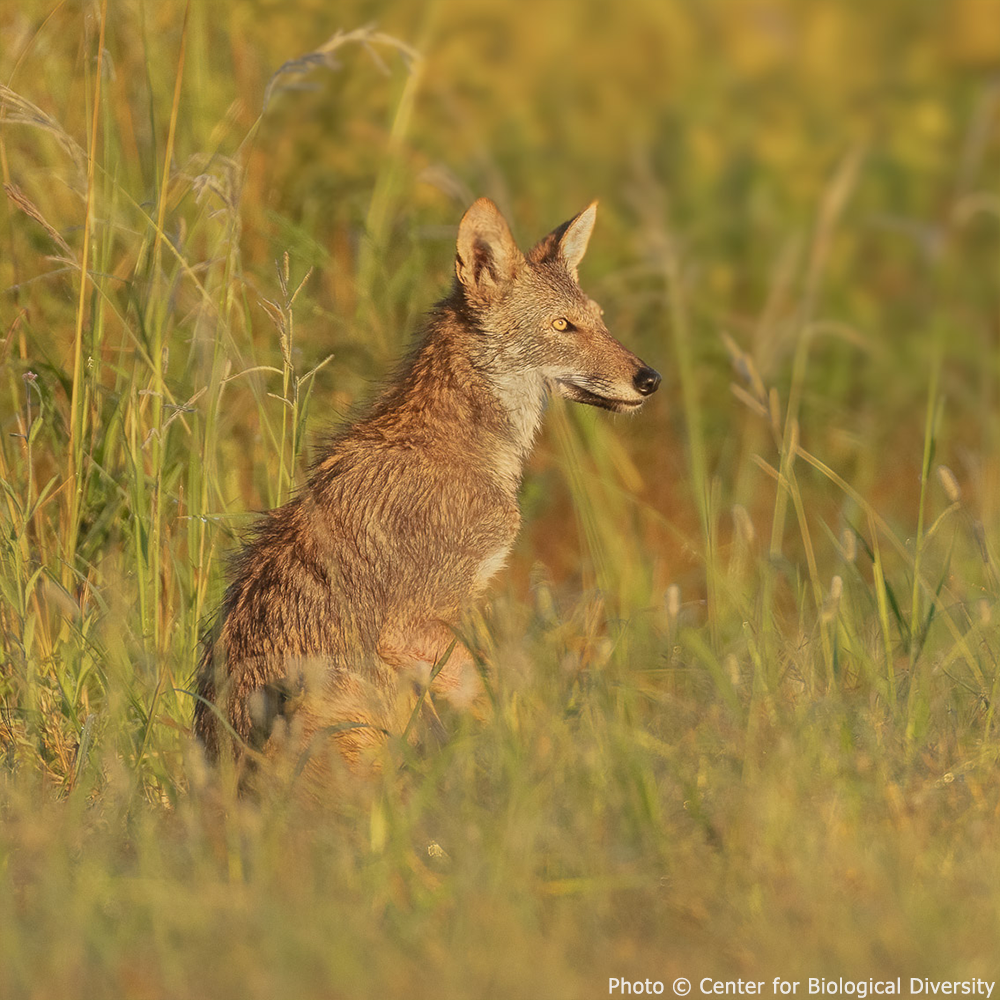 Help Save Endangered Red Wolves