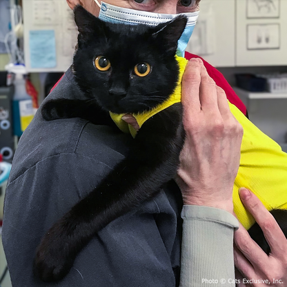 Funded: Abused Cat Covered in Painful Chemical Burns Needs Your Help