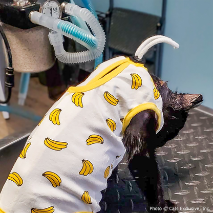 Funded: Abused Cat Covered in Painful Chemical Burns Needs Your Help