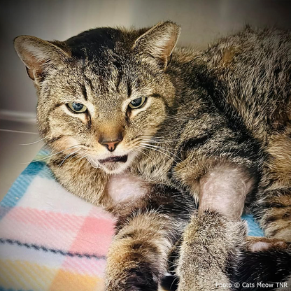 Funded: Cat With Shattered Jaw Needs Your Support to Get Emergency Surgery