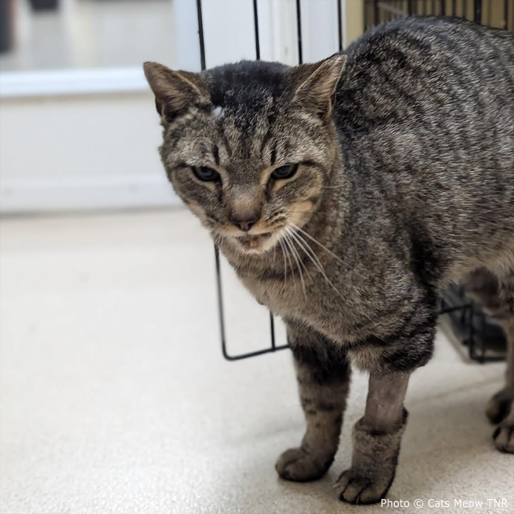 Funded: Cat With Shattered Jaw Needs Your Support to Get Emergency Surgery