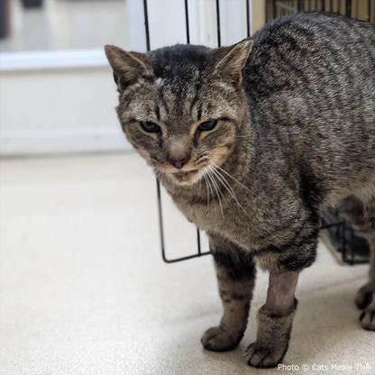 Funded: Cat With Shattered Jaw Needs Your Support to Get Emergency Surgery