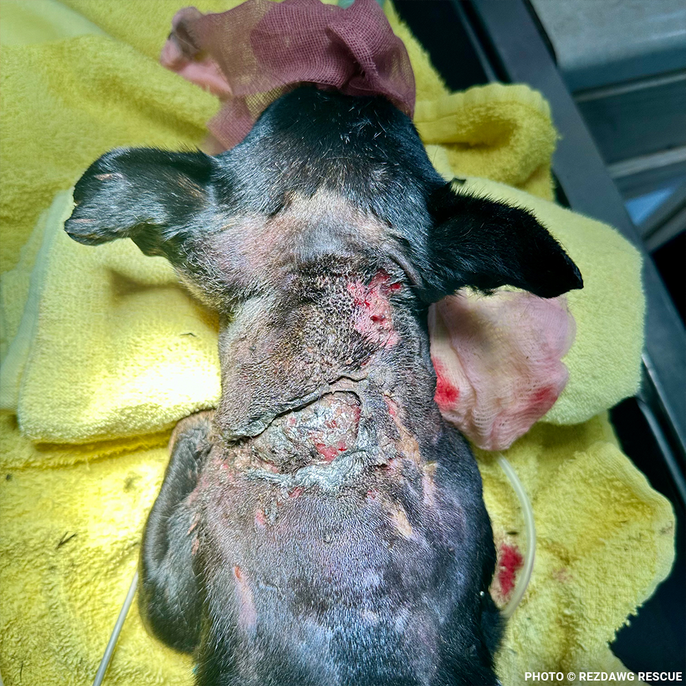 Support Rusty's Recovery After Gruesome Animal Attack