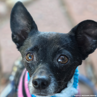 Support Rusty's Recovery After Gruesome Animal Attack