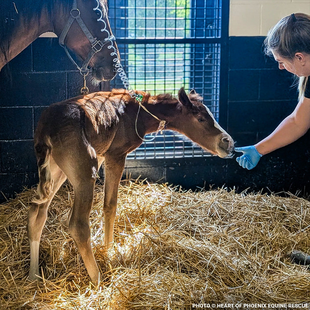 Newborn Horse is Fighting for Her Life- Help Save Saffron