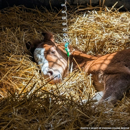 Newborn Horse is Fighting for Her Life- Help Save Saffron
