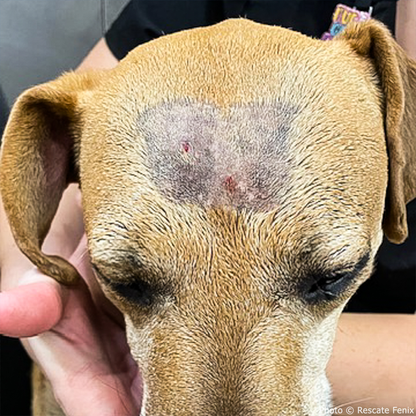 Help Samson Get Treatment After Snake Bite