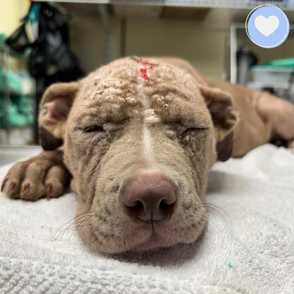 Funded - Save Seraphim's Skin From Mange