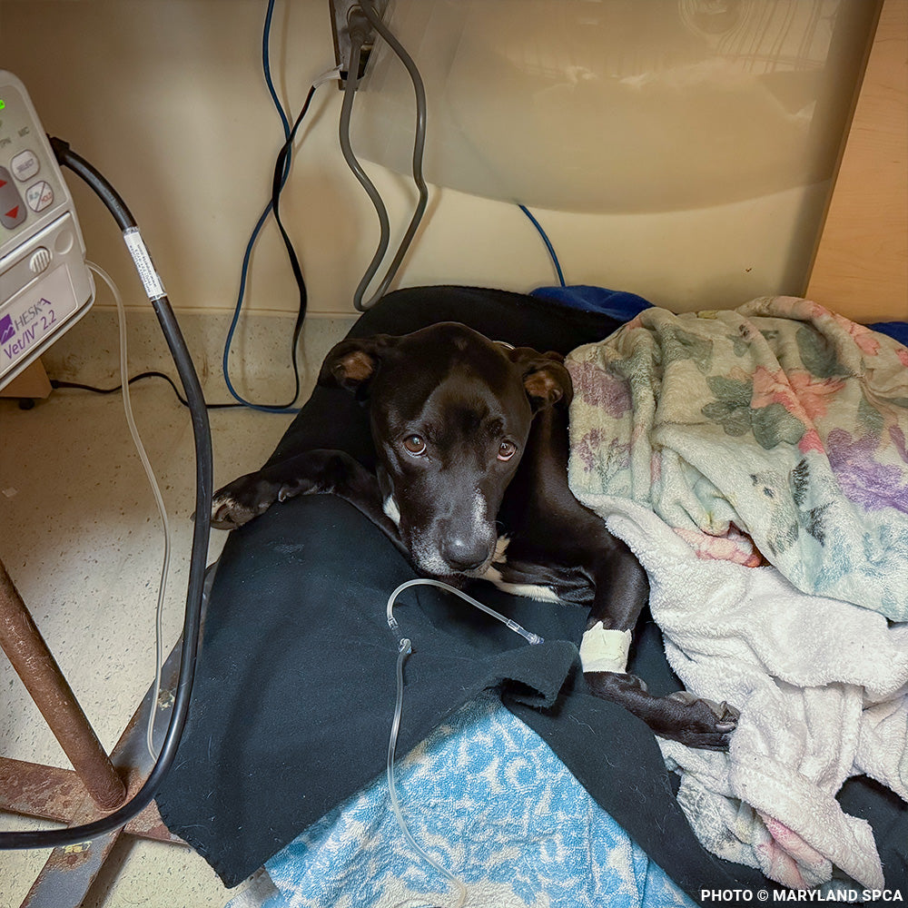 Sweetheart Is Battling a Life-Threatening Infection & Needs Urgent Support