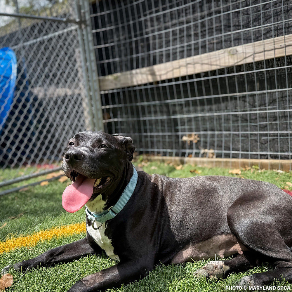 Sweetheart Is Battling a Life-Threatening Infection & Needs Urgent Support