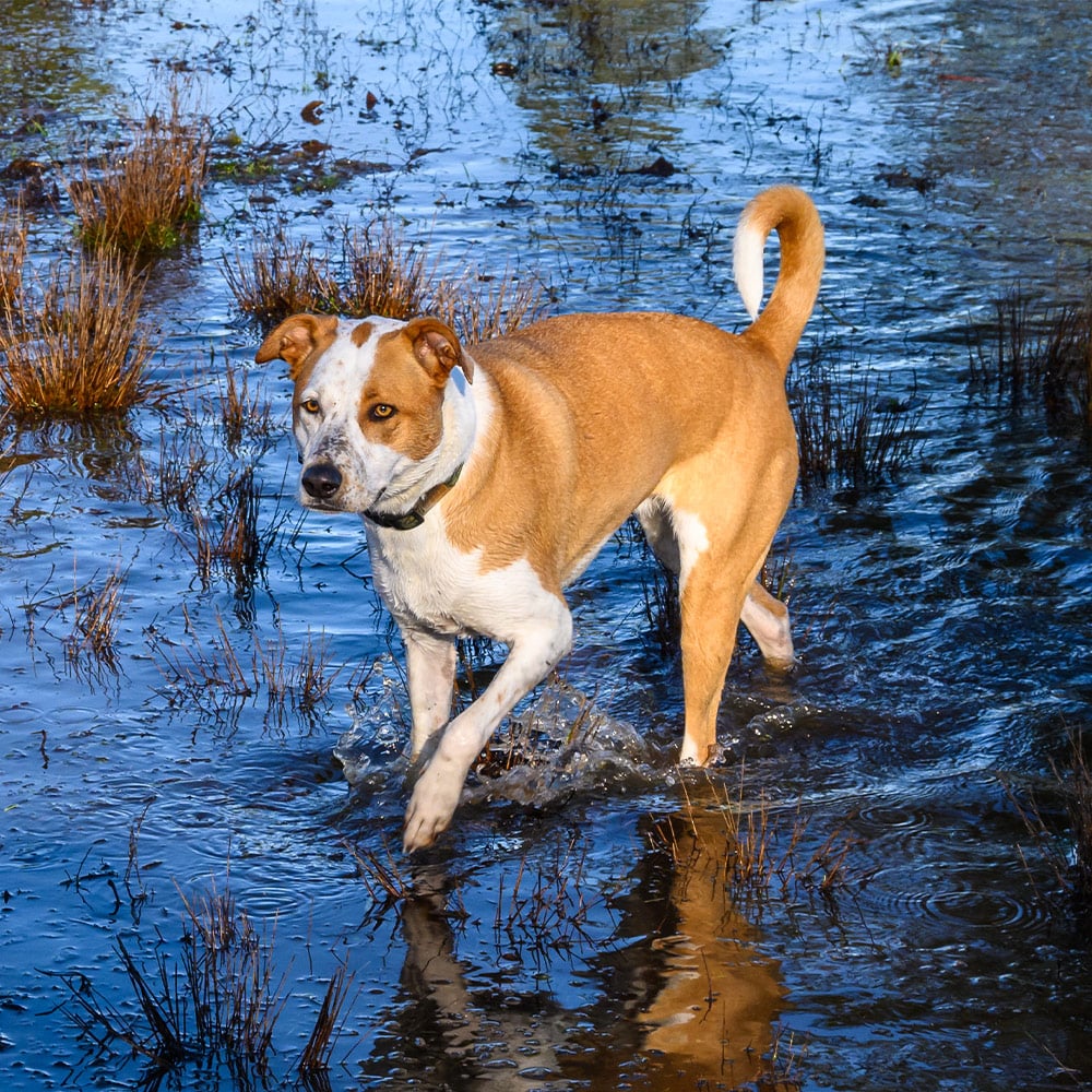 URGENT: Help People and Pets Affected by Devastating Floods in Texas