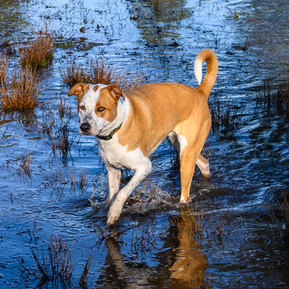 URGENT: Help People and Pets Affected by Devastating Floods in Texas