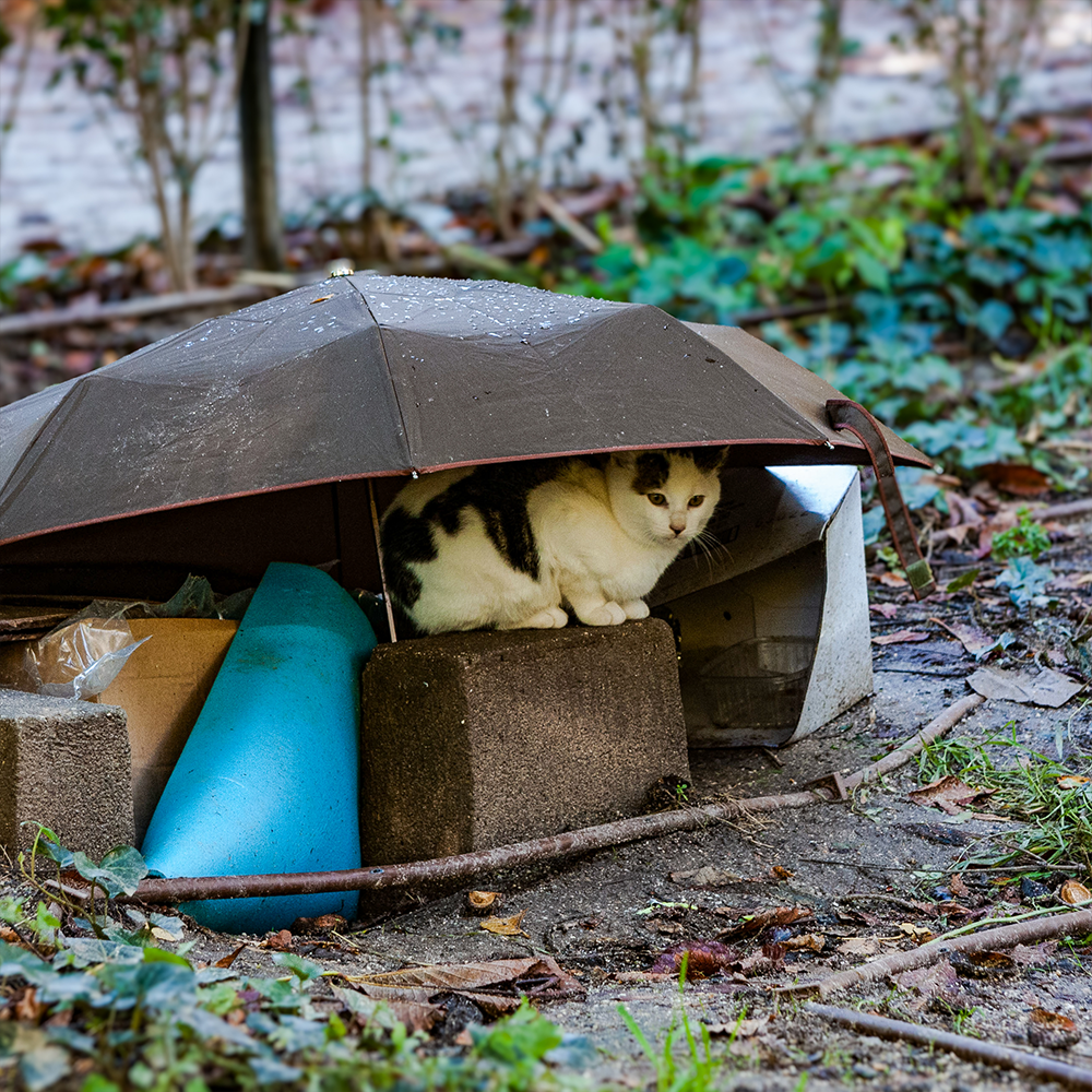 URGENT: Help People and Pets Affected by Devastating Floods in Texas