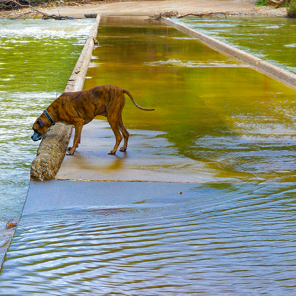URGENT: Help People and Pets Affected by Devastating Floods in Texas