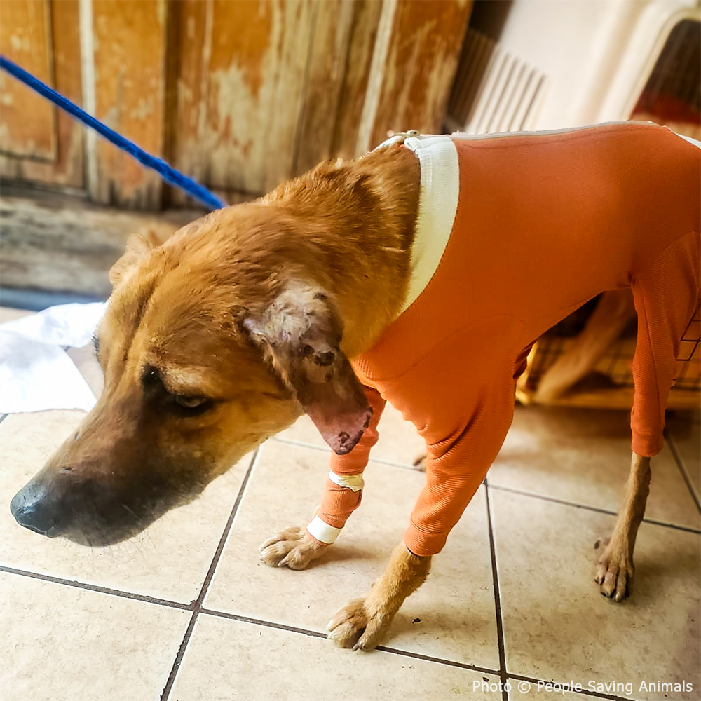 Funded: Help Tito Who Was Attacked by Other Stray Dogs Heal from His Wounds