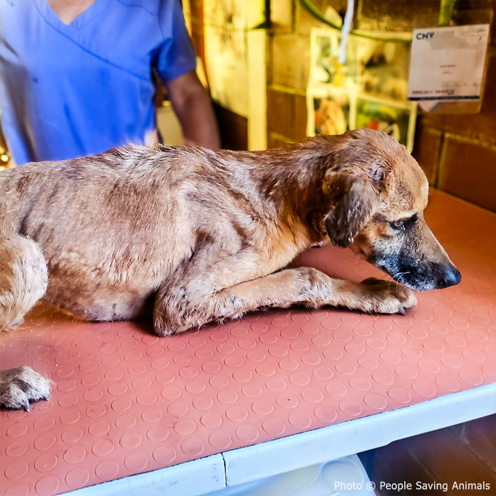 Funded: Help Tito Who Was Attacked by Other Stray Dogs Heal from His Wounds