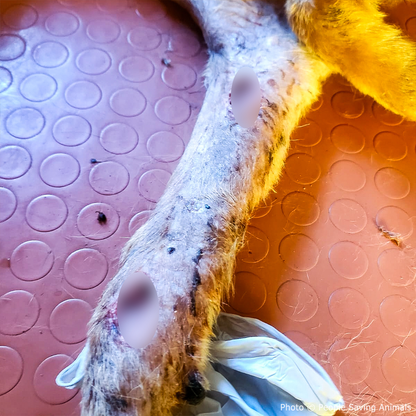 Funded: Help Tito Who Was Attacked by Other Stray Dogs Heal from His Wounds