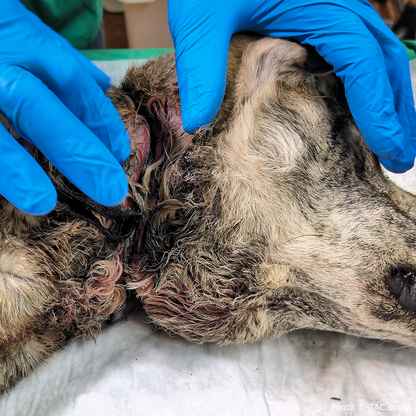 Funded: Help IIona and Tyson Suffering From Life-Threatening Injuries Get Emergency Care