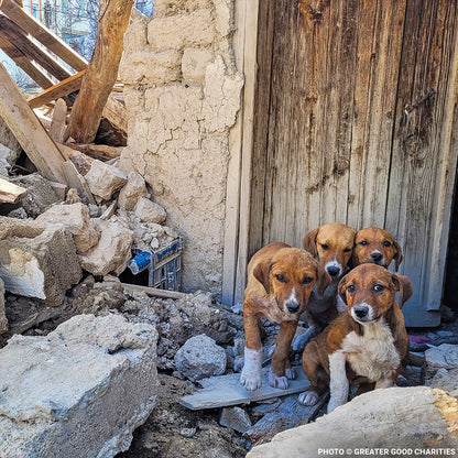 Rush Emergency Aid to Earthquake Survivors in Venezuela