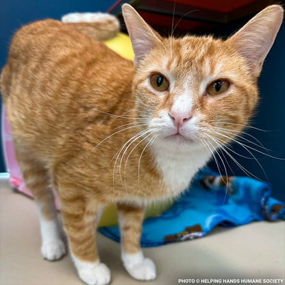 Someone Shot Vince and Stole His Ability to Walk — Help Us Give It Back