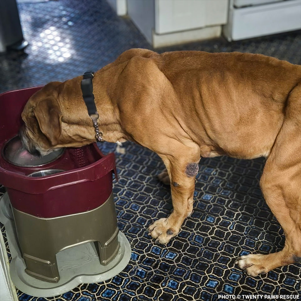 Support Senior Dog Wally as He Recovers from Severe Malnutrition