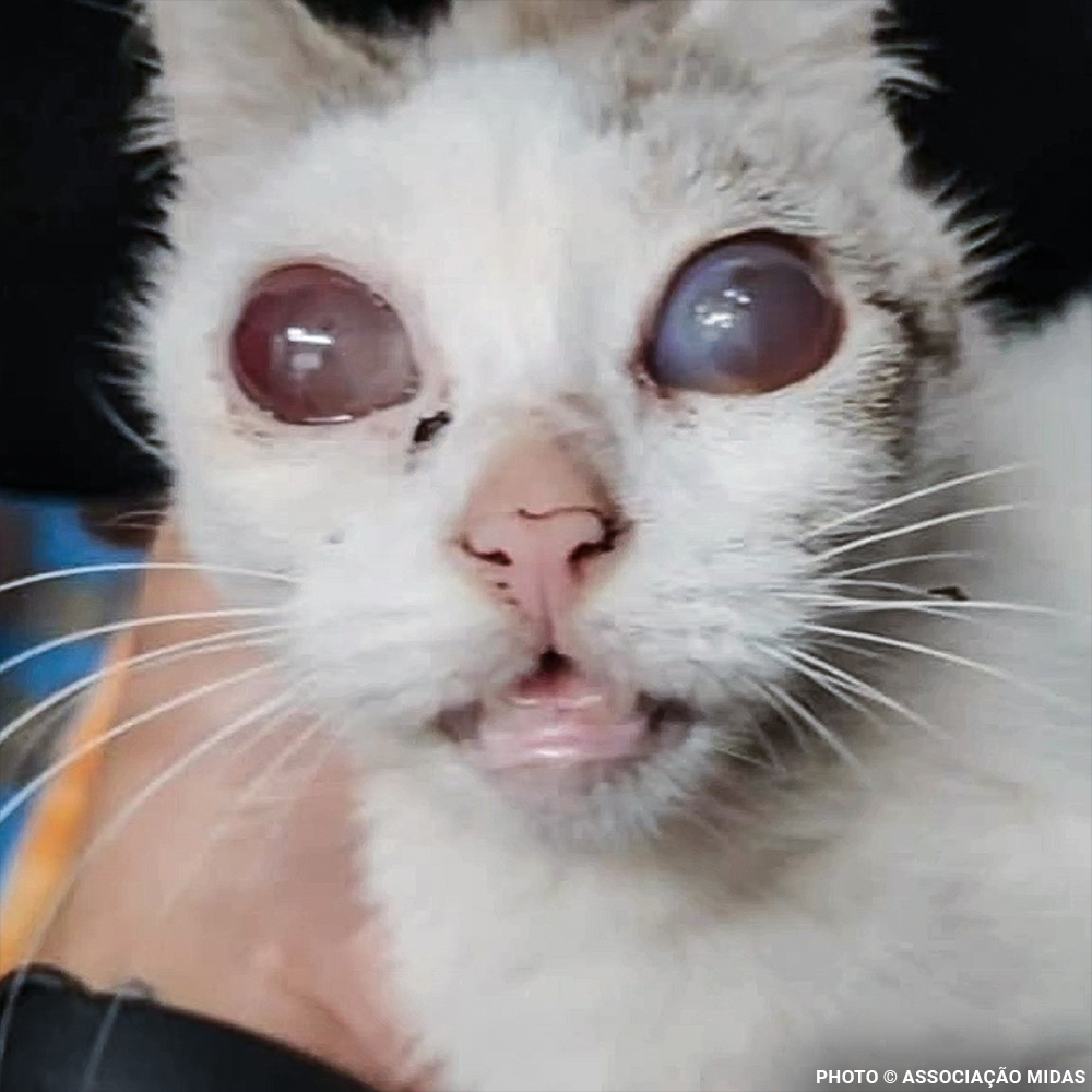 Funded: Abandoned Willow Now Needs Multiple Eye Operations