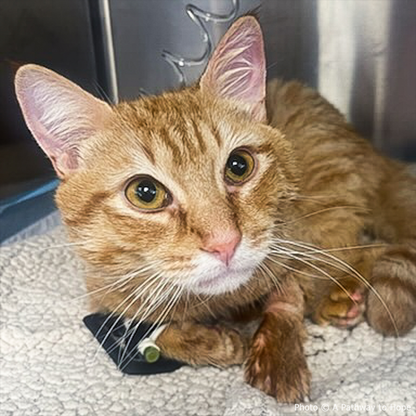 Funded: Winston is Suffering with Multiple Fractures and Needs Your Support