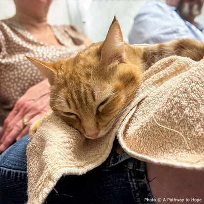 Funded: Winston is Suffering with Multiple Fractures and Needs Your Support